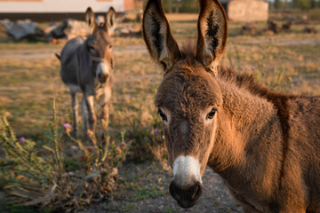 Two funny donkeys look to camera, selective focus.