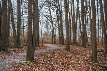 Obraz premium Forest in winter time