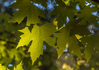 Green maple leaves