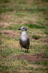 A Lone Juvenile Lesser Black-Backed Gull, on Skomer Island off the Pembrokeshire Coast