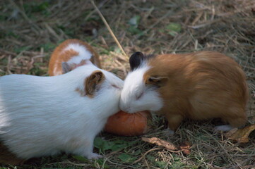 Fototapeta premium Two hamsters sharing a carrot for eat