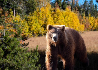 Grizzly bear walking through golden meadow of Rocky Mountains