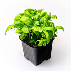 Naklejka premium natural greens for salads in a pot