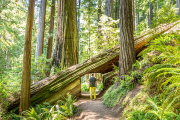 Cut out Redwood tree to make passing on the trail possible with a man walking through