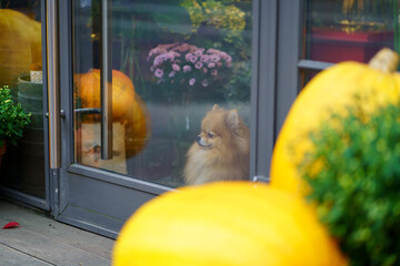Cute Pomeranian Spitz dog sitting inside a flower shop behind glass door. Autumn time. Pet, dog...