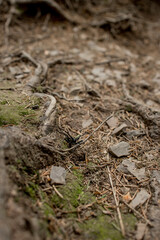 Close up of a black beetle on forest ground