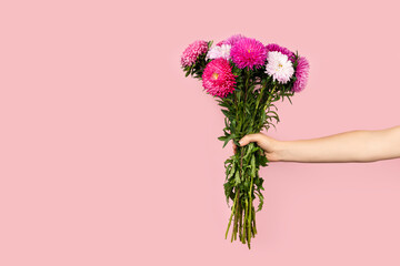 A large bouquet of beautiful pink and white asters in hand isolated on pink background. Autumn...