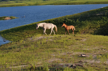 Obraz na płótnie Canvas caballos en el lago