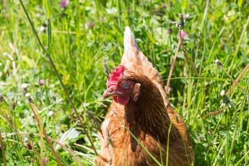 Huhn auf Wiese