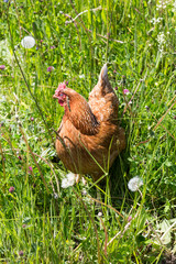Huhn auf Wiese