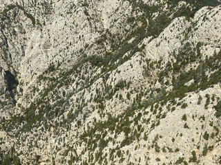 green forest in the tropics from above
