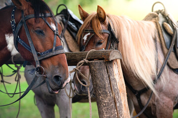 Obraz premium A group of wild animals horses stands in an open area.