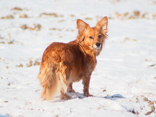 Pudy mały pies na śniegu patrzący na fotografa