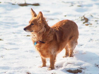 Rudy mały pies na śniegu