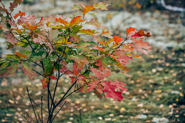 red autumn leaves