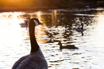 Canada Goose Watching Other Geese and Ducks at the Pond in Evening