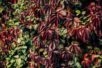 autumn leaves background