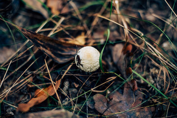 mushroom in the forest