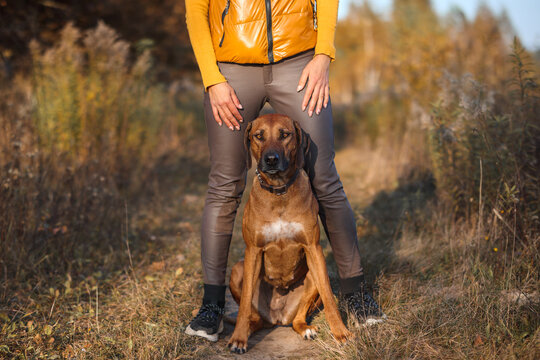 Rhodesian ridgeback sits in the legs of a trainer girl in the autumn field