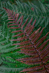 Red autumn fern in the forest in the morning