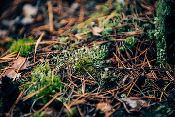 moss on the ground