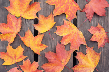 Naklejka na ściany i meble Colorful bright fallen maple leaves on a wooden bench. Autumn ideas. The concept of nature.