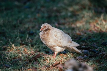 Dove in the grass