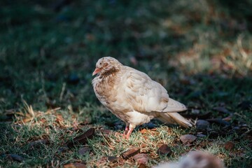 sleeping dove