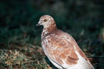 red eyed dove