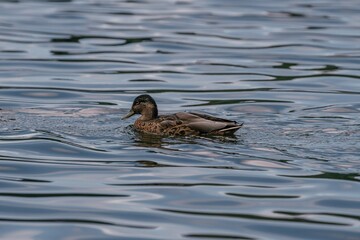 Duck swimming in the pond