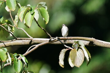 grey streaked flycatcher in the forest
