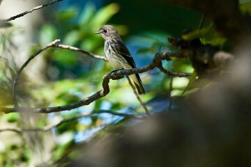 grey streaked flycatcher in the forest
