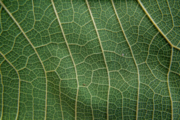 Fresh teak leaf texture, Leaf background