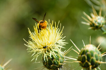 Honey bee collecting nectar from flower of the thistle plant