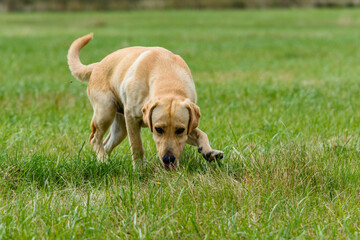 Naklejka na ściany i meble Cute young labrador retriever dog at the meadow