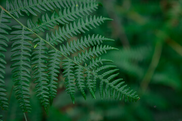 Red autumn fern in the forest in the morning