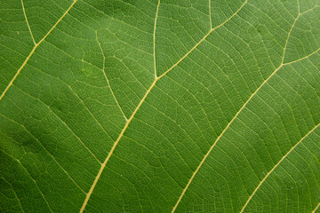 Fresh teak leaf texture, Leaf background