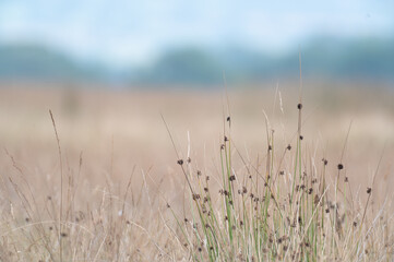 Long grass up close in English meadow with diffused background
