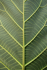 Fresh teak leaf texture, Leaf background