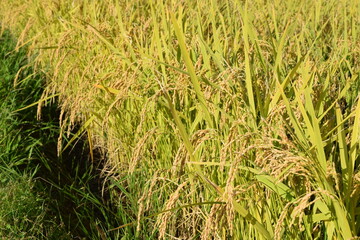 黄金色に稔った稲穂