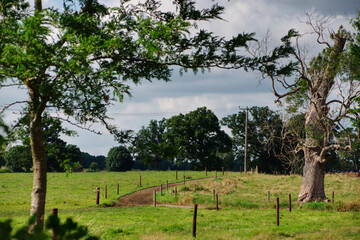 landscape, road through the field, green grass and old tree, countryside, summer
