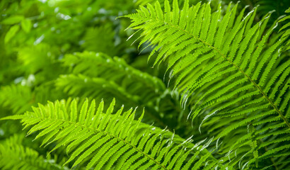 Beautiful fern, green foliage, natural plant background, fern in sunlight.