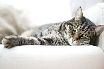 Tabby cat lies relaxed on a white armchair and looks into the camera, copy space, selected focus