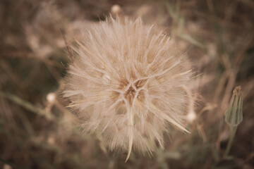 Fototapeta premium close up of dandelion