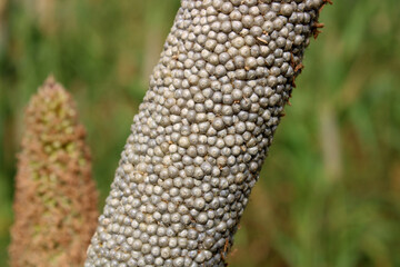 Fototapeta na wymiar Close-up view of the pearl millet head.