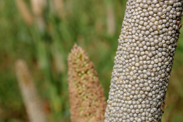 Pearl Millet Plant with Seed Head