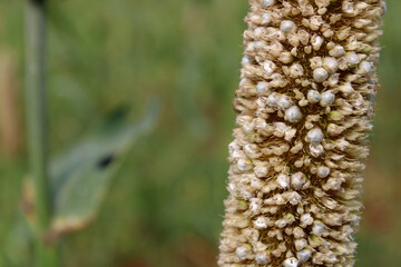Close-up view of the pearl millet head.