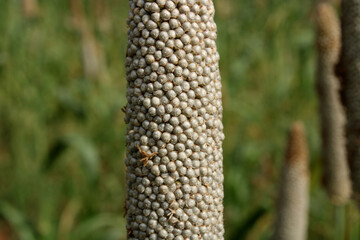 The Pearl Millet Head, Karnataka.