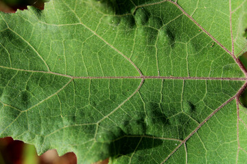 Close-up view of the wild tree leaf.