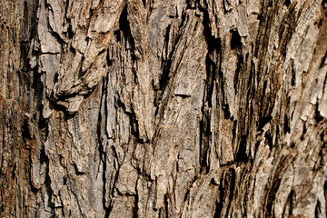 Close-up view of the wild tree bark.